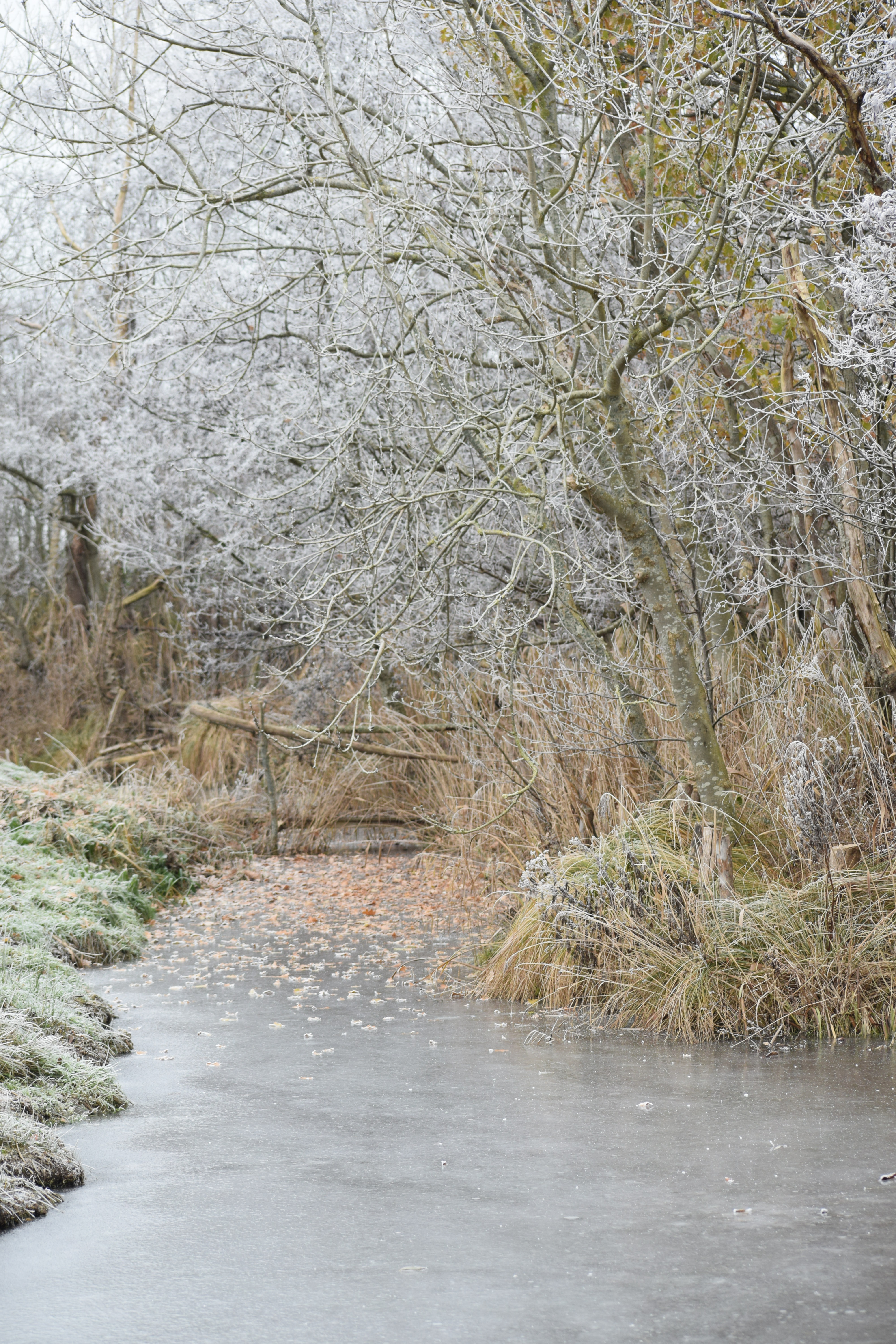 Winter in de Eendenkooi