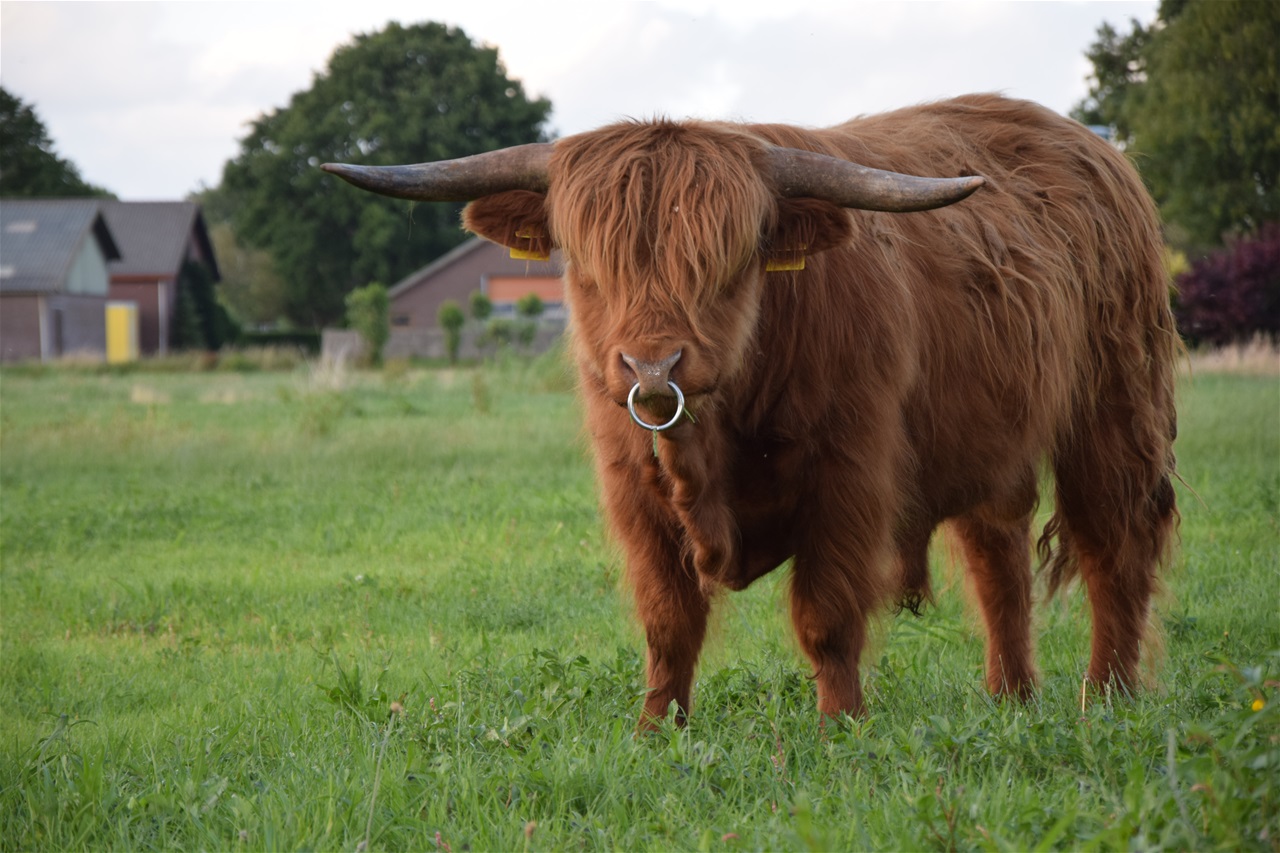 Stier Klaas