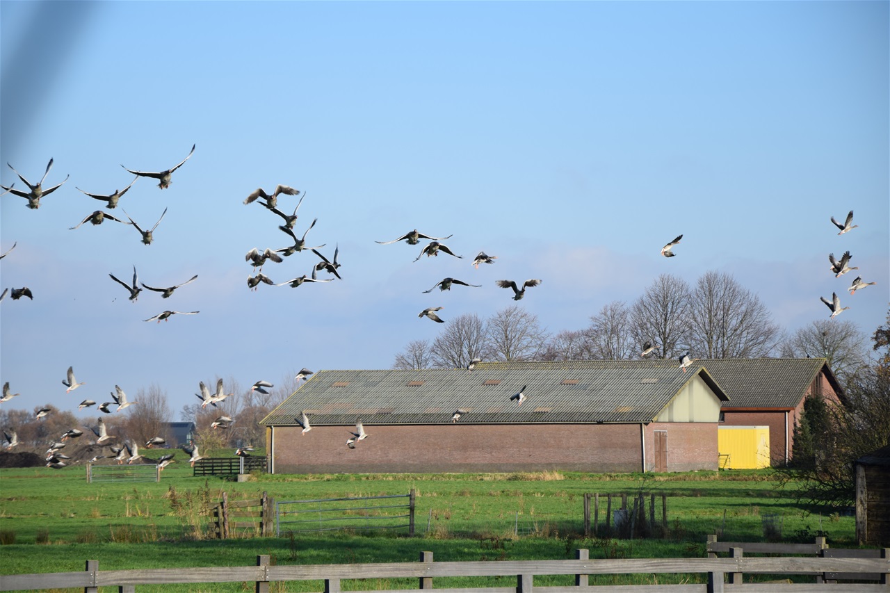 weidevogels