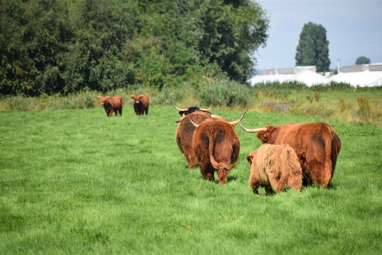 Nieuwe dames in de kudde (Uit Drenthe)