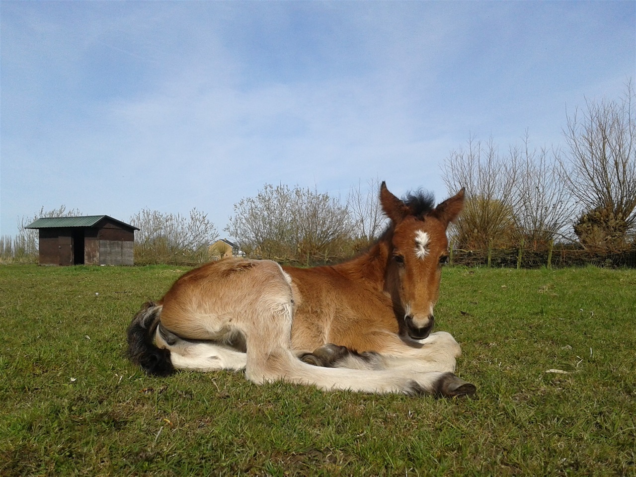 Starlight als veulen